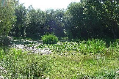pond before